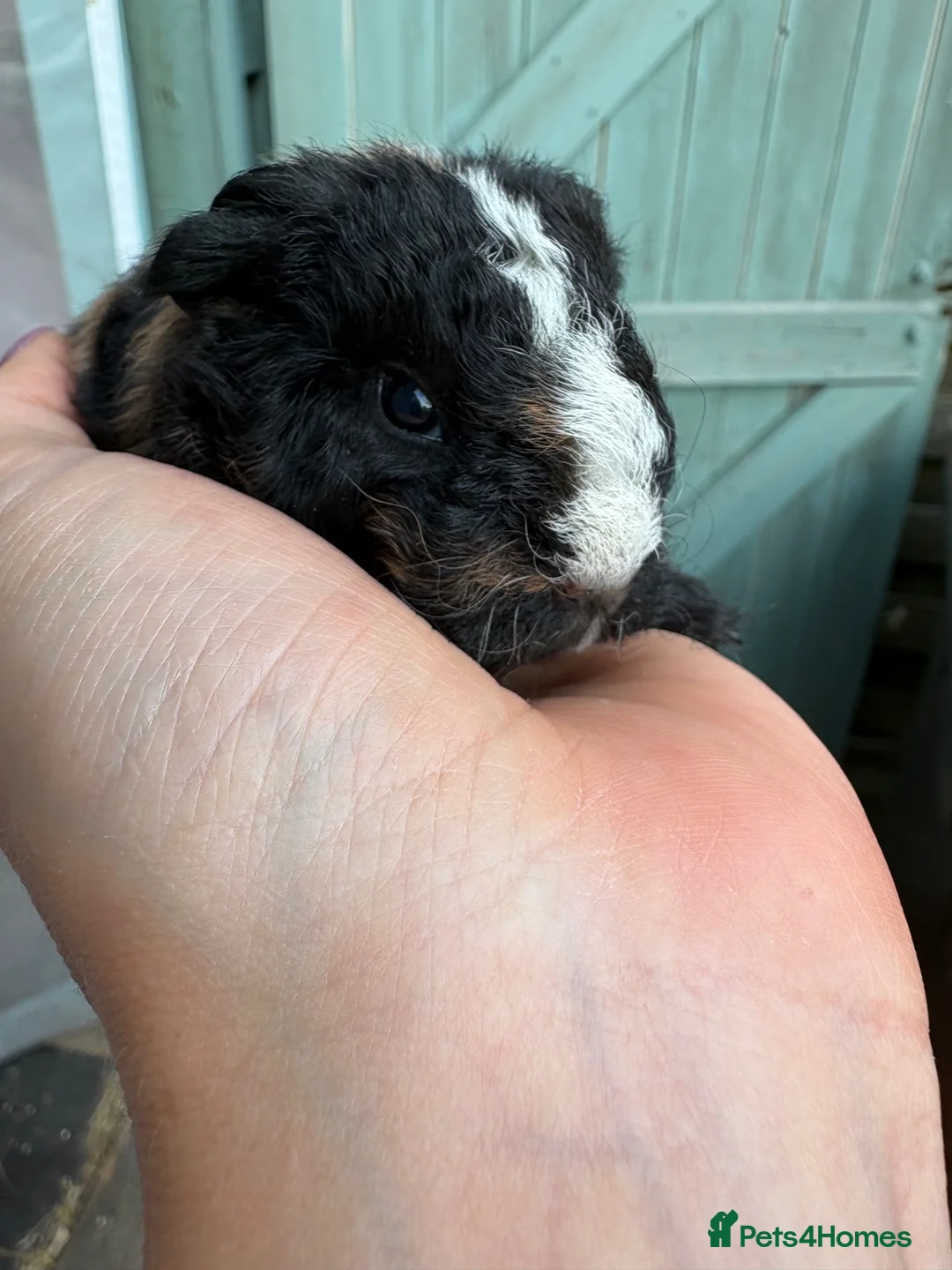 Guinea Pig rodents for sale: Beautiful litter of Sheltie pigges  - Advert 5