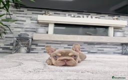 French Bulldog dogs for sale: Beautiful french bulldog puppies  - Image 4