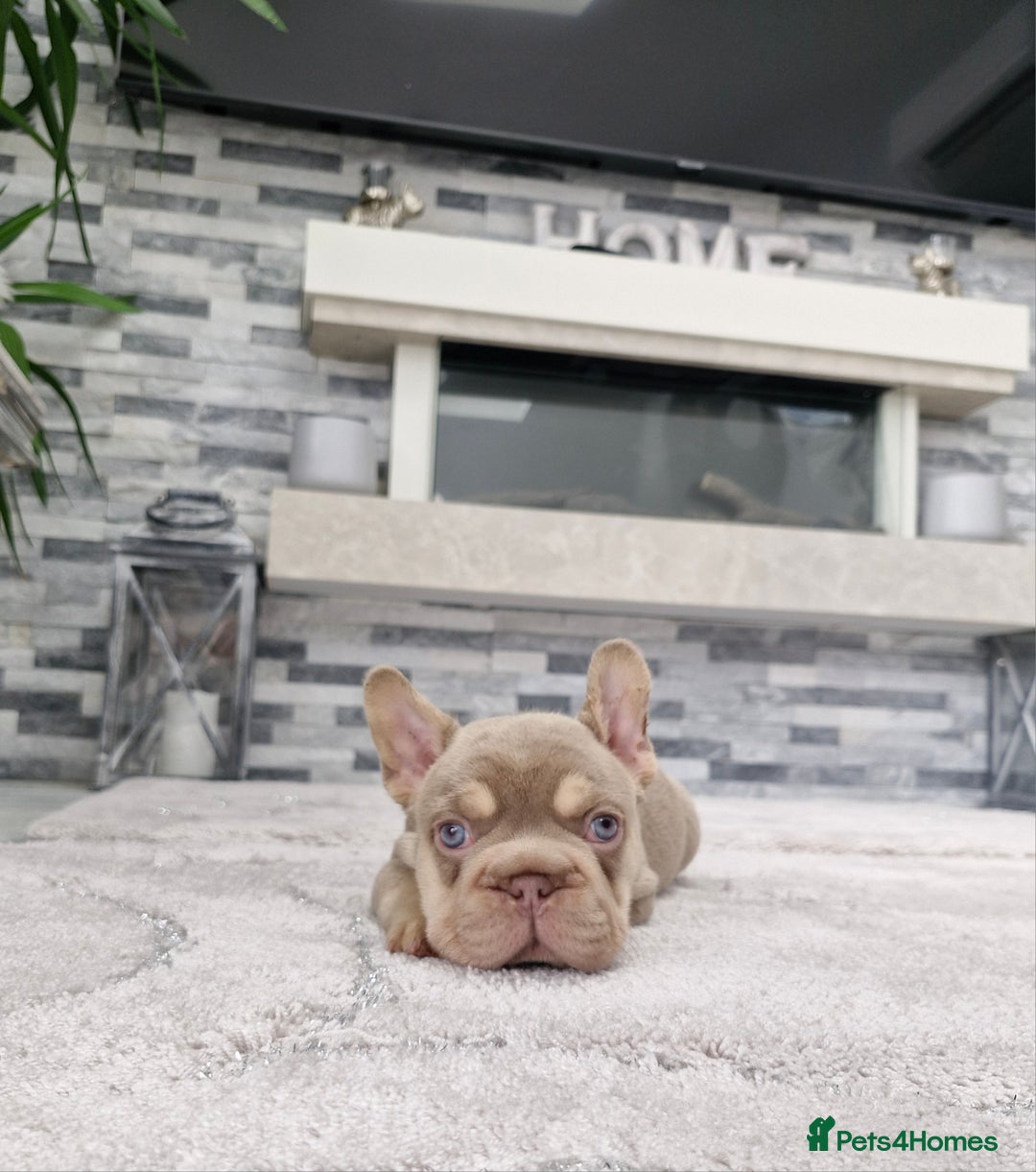French Bulldog dogs for sale: Beautiful french bulldog puppies  - Image 4