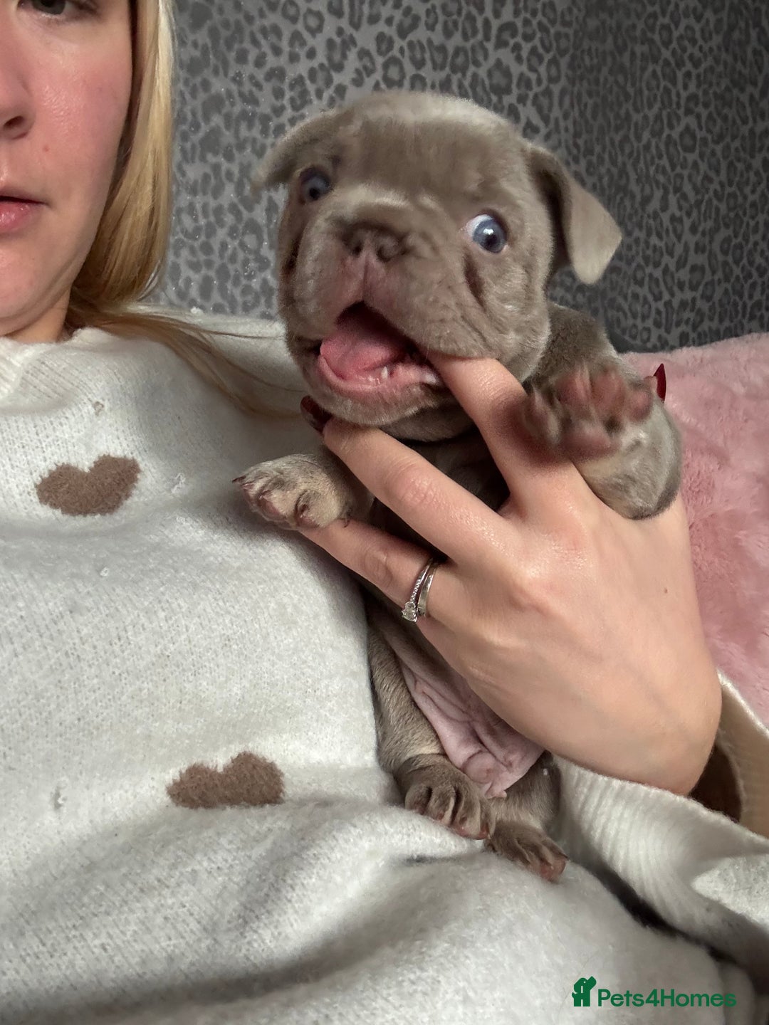 French Bulldog dogs for sale: Isabella Frenchie  - Advert 3