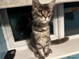 Maine Coon cats GCCF Maine Coon Kittens *1 Male and 1 Female left* - Advert 7