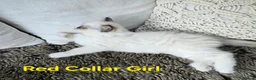 Ragdoll cats for sale: Adorable Ragdoll kittens looking for loving homes! - Advert 33