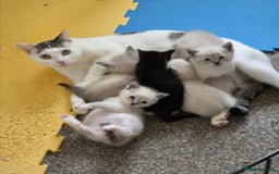 Ragdoll cats for sale: Ragdoll Cross kittens  - Image 24