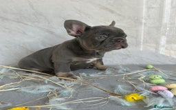 French Bulldog dogs for sale: *REDUCED* Fluffy Carrier French Bulldog - Image 1