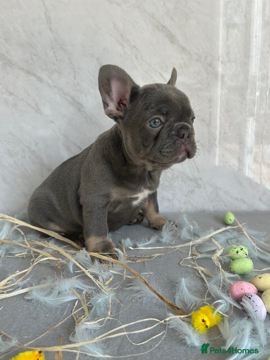 French Bulldog dogs for sale: *REDUCED* Fluffy Carrier French Bulldog - Image 1