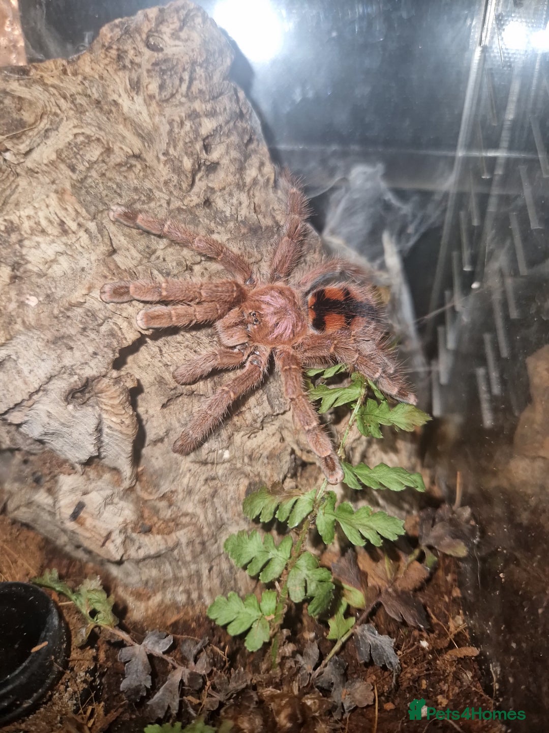 Tarantulas invertebrates for sale: X2 AF Tarantulas  - Advert 1