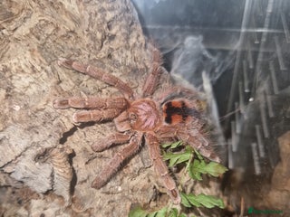 Tarantulas invertebrates X2 AF Tarantulas - Advert 1