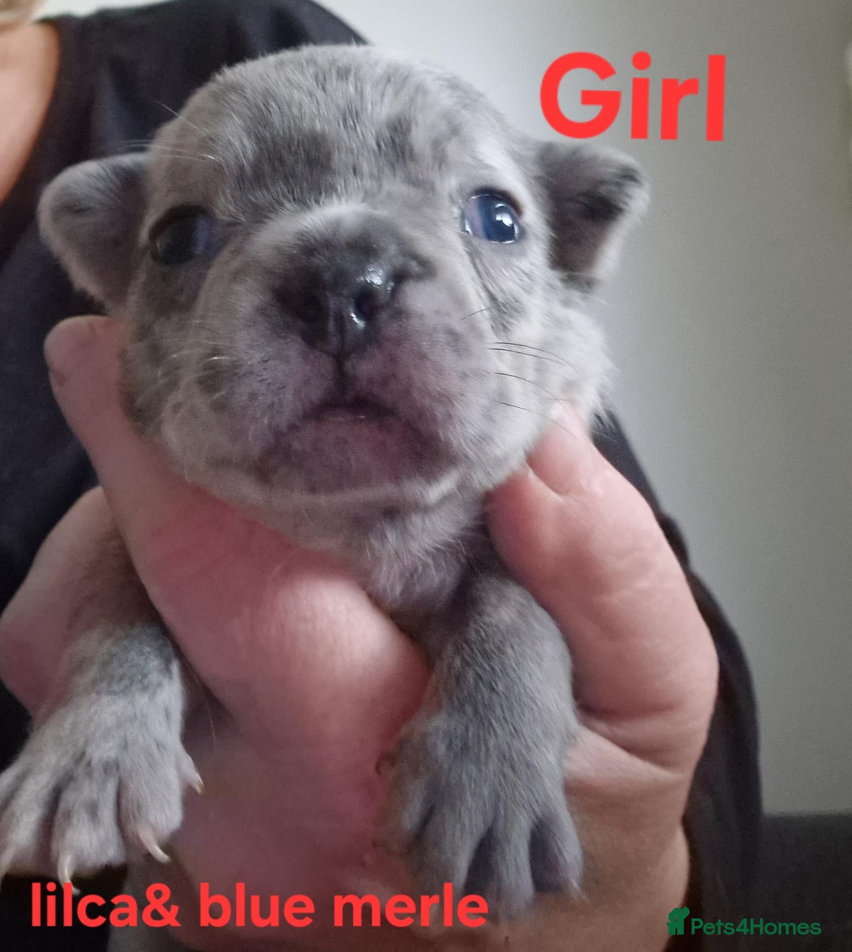 French Bulldog dogs PEDIGREE FRENCH BULLDOG PUPPIES. - Advert 2