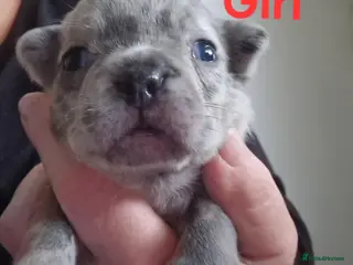French Bulldog dogs PEDIGREE FRENCH BULLDOG PUPPIES. - Advert 2