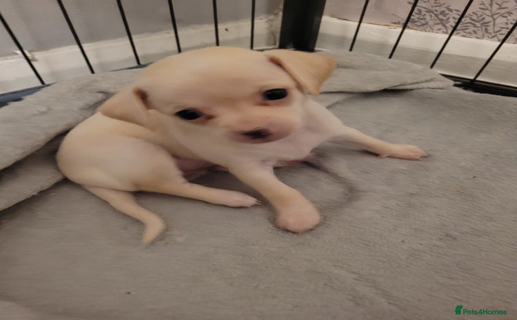 Chihuahua dogs - Advert 12