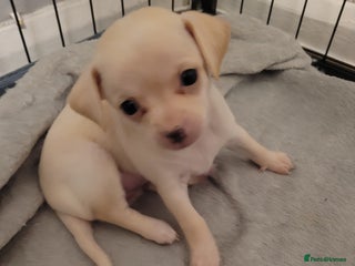 Chihuahua dogs - Advert 18