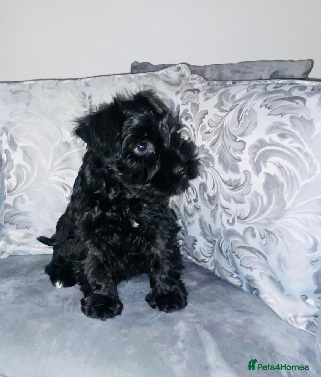 Miniature Schnauzer dogs for sale: KC Pedigree Mini Schnauzer - Advert 19