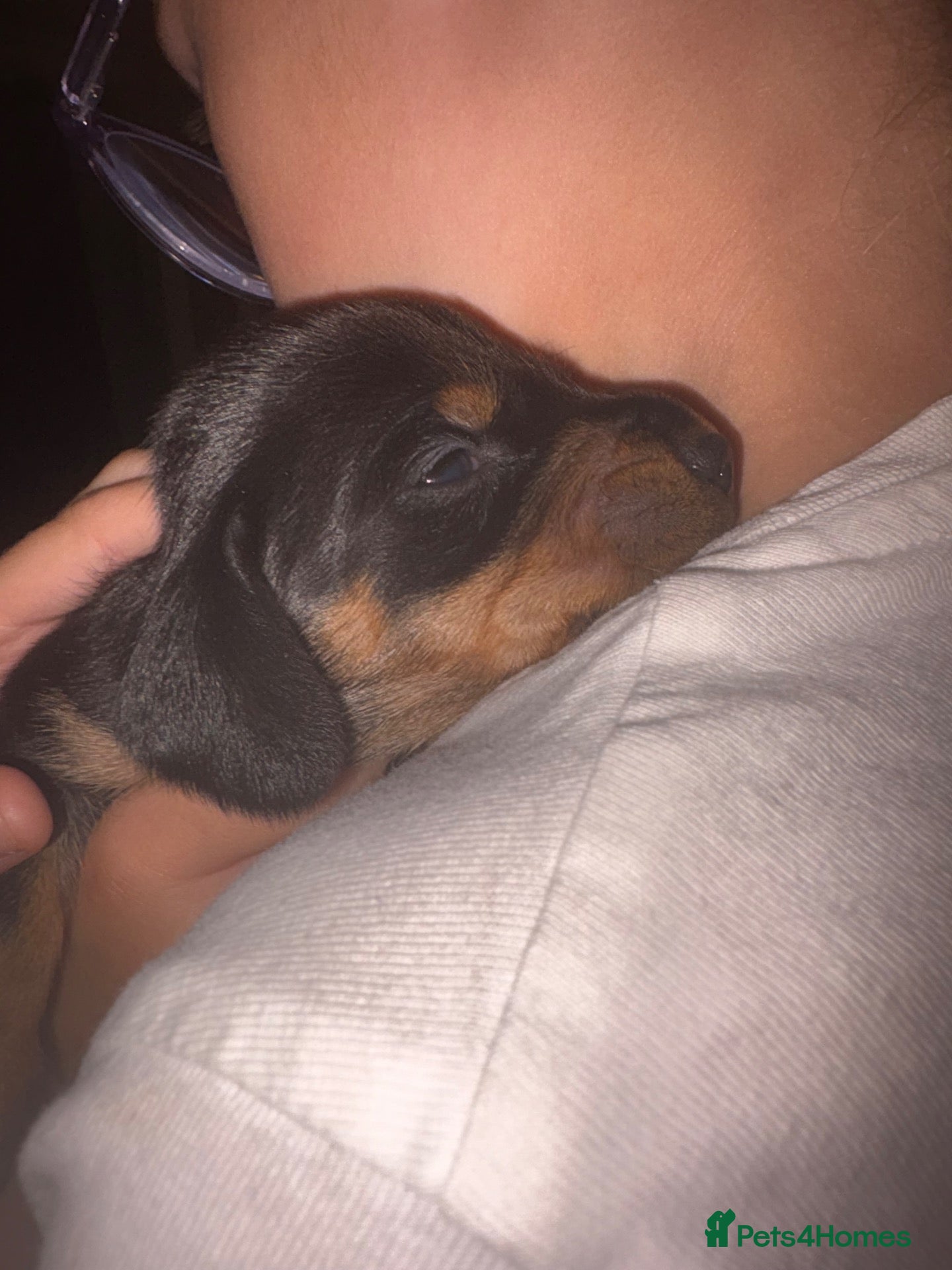 Dachshund dogs Beautiful dachshund puppies  - Advert 2