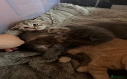 Mixed Breed cats for sale: Half mine coon half British  - Image 10