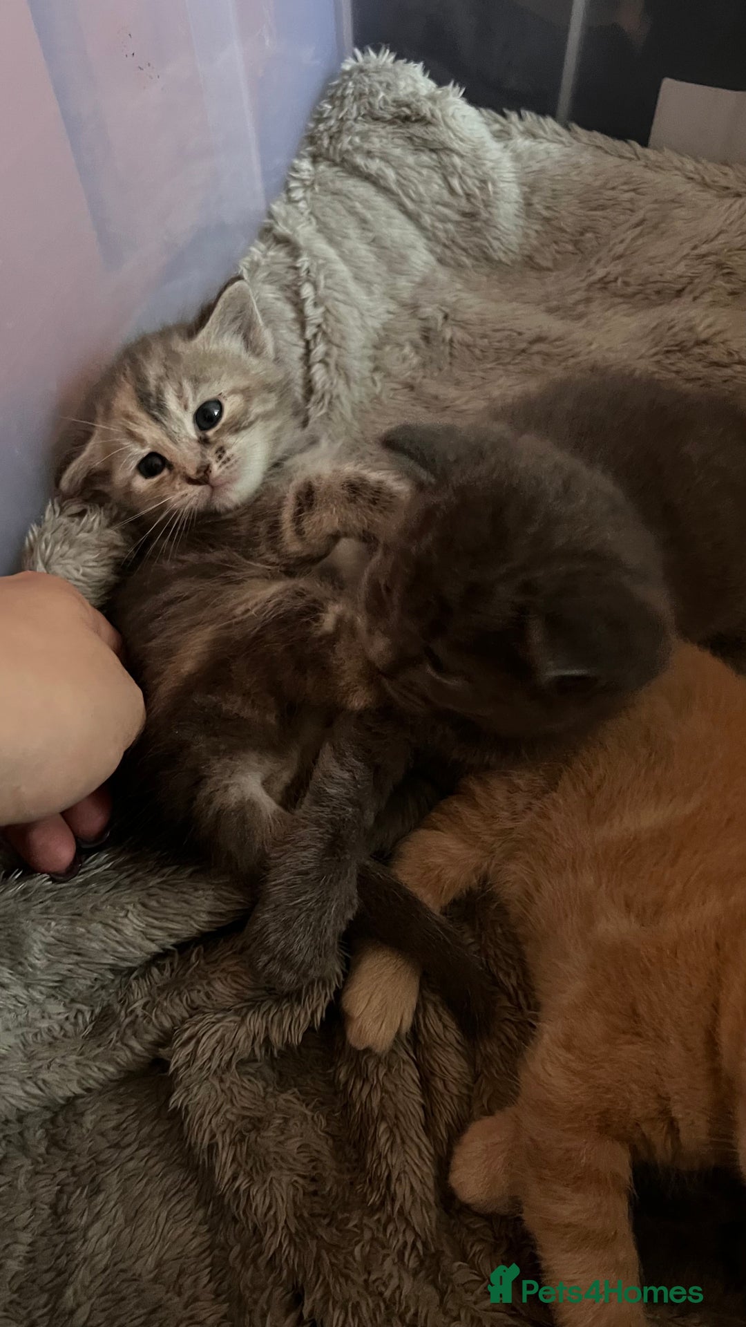 Mixed Breed cats for sale: Half mine coon half British  - Image 10