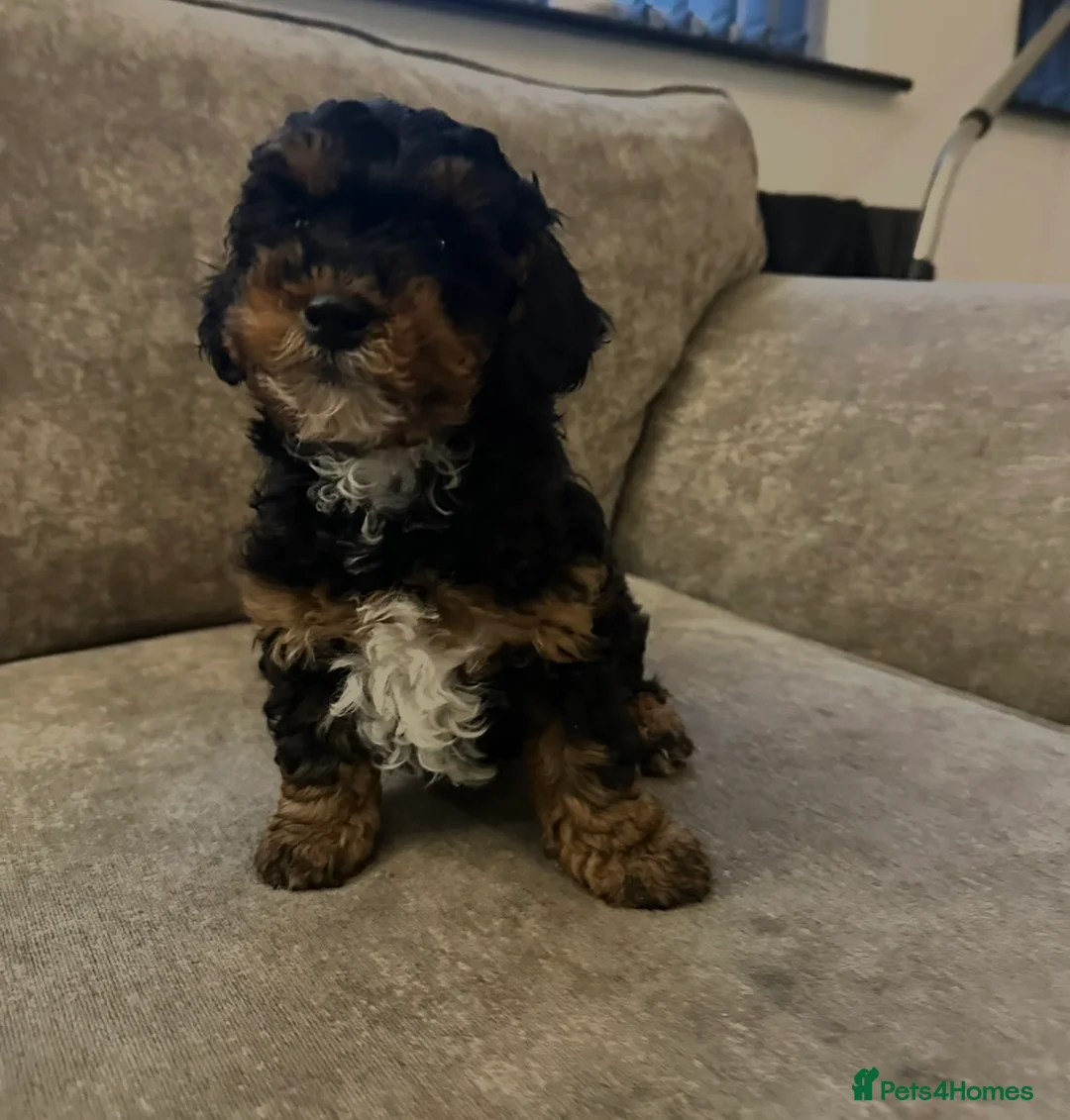 Cavapoo dogs for sale: Beautiful babies looking for forever homes - Advert 4