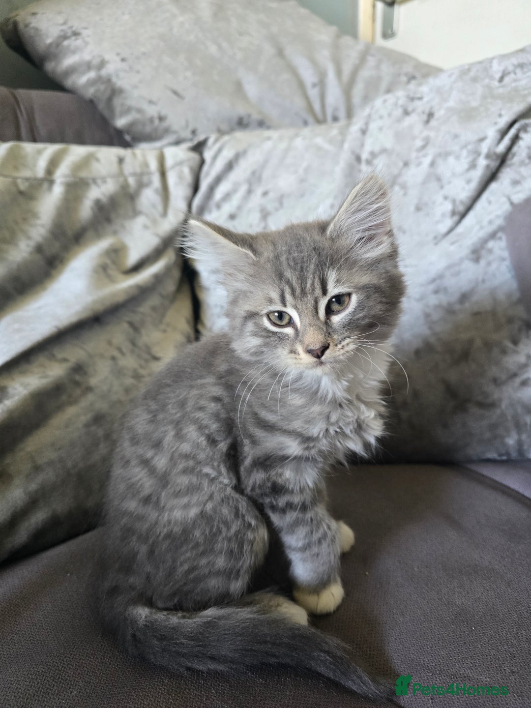 Mixed Breed cats for sale: 5 3/4 persian kittens ready now - Image 11
