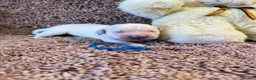 Golden Retriever dogs for sale: Golden Retriever Pups - Gorgeous  - Advert 8