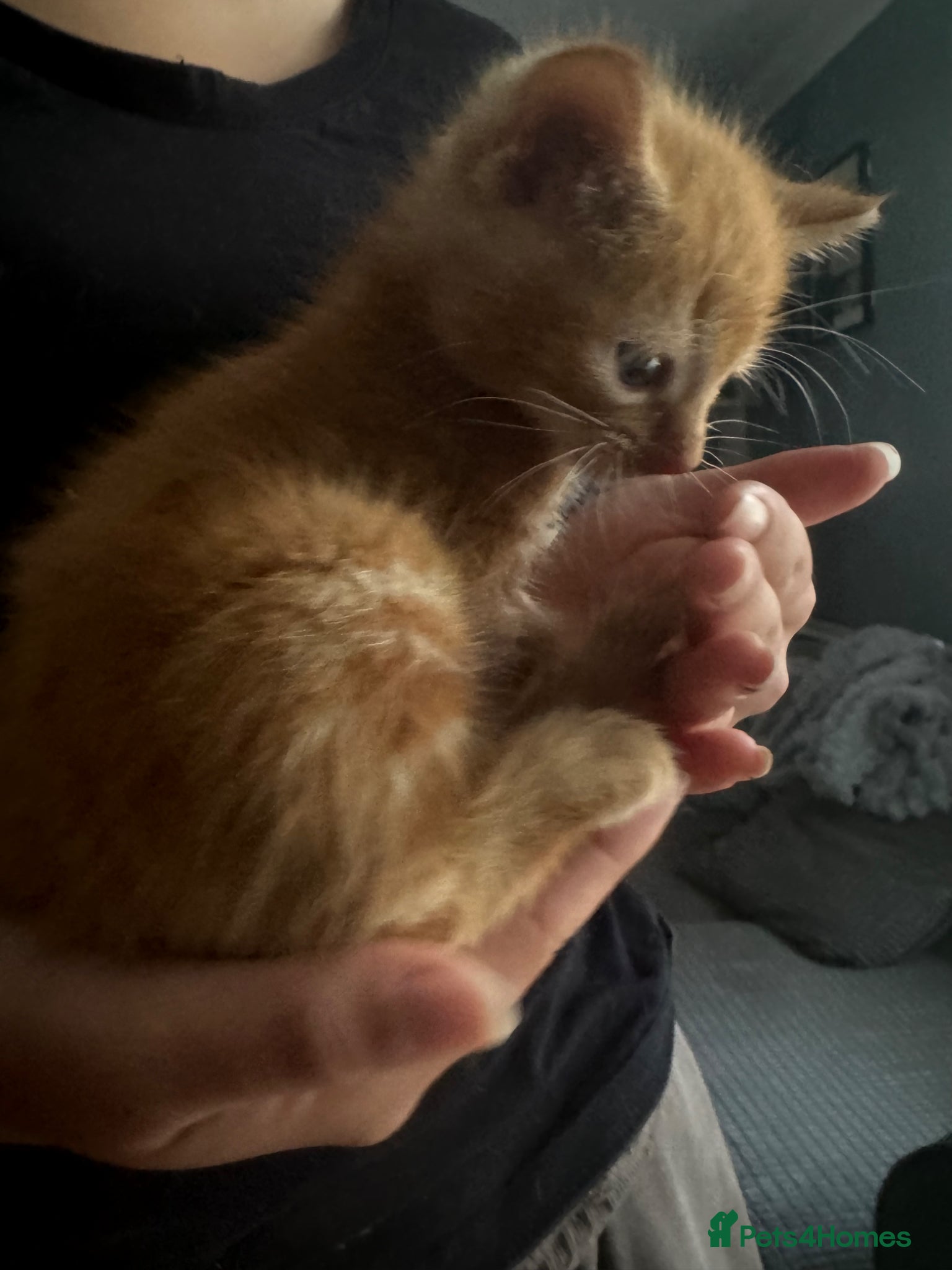 Domestic Shorthair cats for sale: Beautiful kittens - Advert 5
