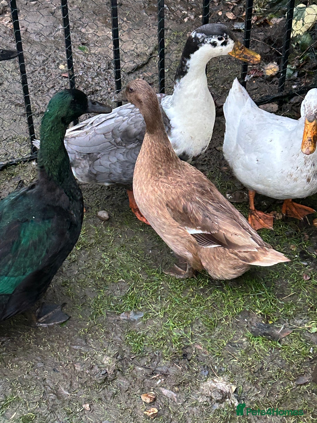 Ducks poultry for sale: 2 females and 2 male ducks for sale  - Advert 15