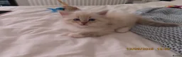 Siberian cats for sale: 🐾 Beautiful Siberian Kittens  2 Boys & 2 Girls 🐾 - Advert 9