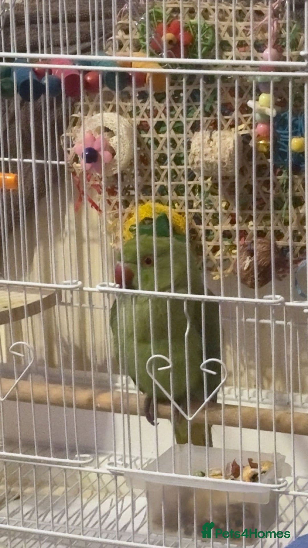 Ringnecks birds One year old and baby Indian ringneck  - Advert 11
