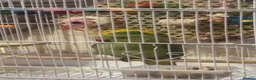 Ringnecks birds for sale: One year old and baby Indian ringneck  - Advert 1
