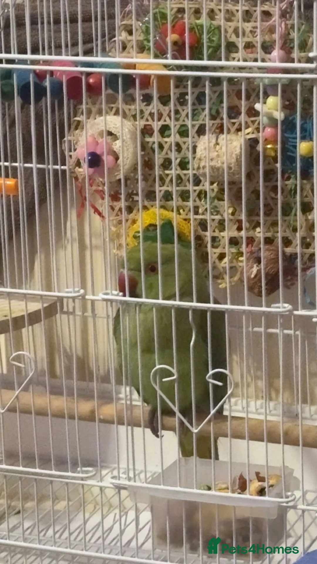 Ringnecks birds for sale: One year old and baby Indian ringneck  - Advert 1