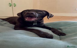 Labrador Retriever dogs for sale: Female Chocolate Labrador - Advert 10