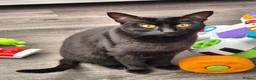 Mixed Breed cats for sale: 5 female cats for sale - Advert 4