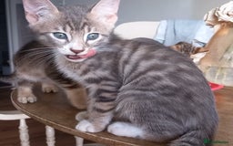 Bengal cats for sale: BENGAL Cross Kittens ♡ BLUE | READY NOW - Image 23