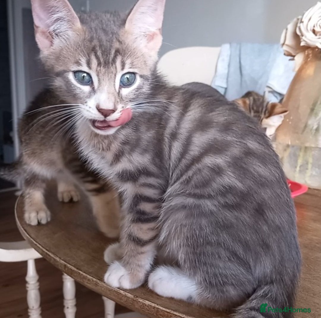 Bengal cats for sale: BENGAL Cross Kittens ♡ BLUE | READY NOW - Image 23