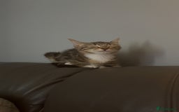 Mixed Breed cats for sale: Selling kitten tabby x bengal - Image 6