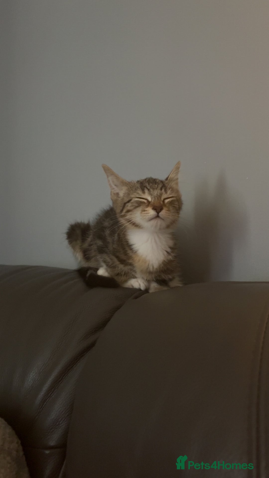 Mixed Breed cats for sale: Selling kitten tabby x bengal - Image 6