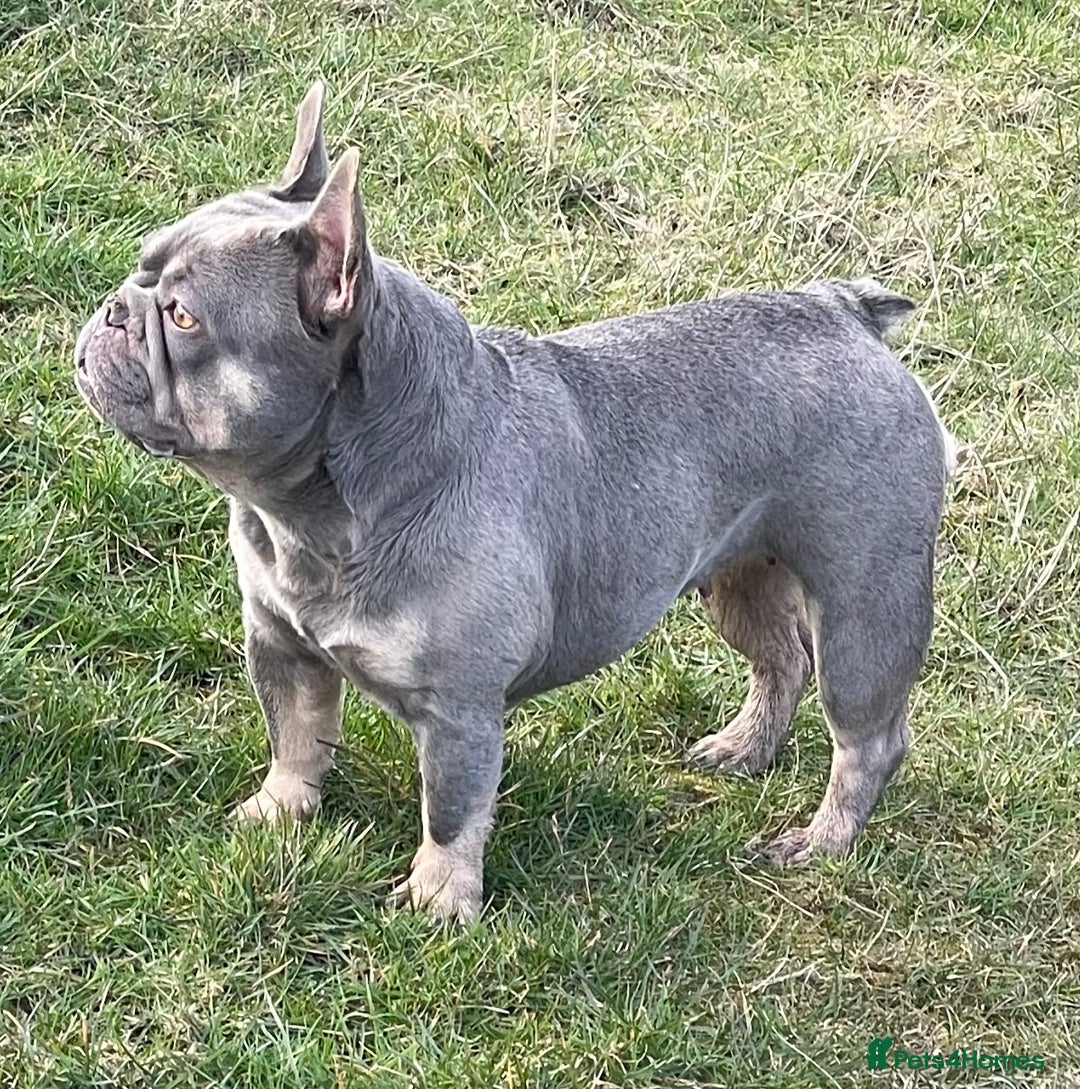 French Bulldog dogs for sale: KC REGISTERED HEALTH TESTED FRENCH BULLDOGS  - Advert 4