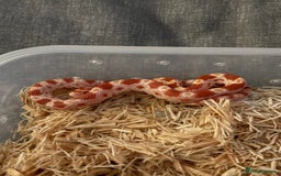 Corn Snake reptiles for sale: Only have 10 beautiful amel Cornsnakes left - Image 11