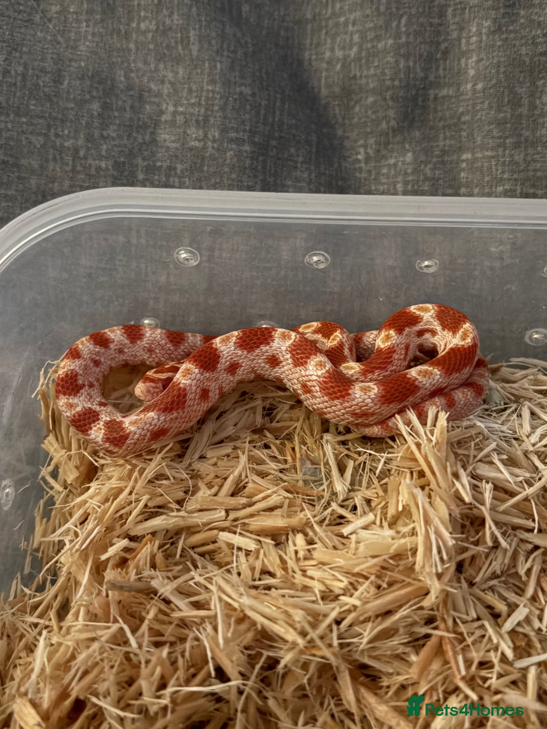 Corn Snake reptiles for sale: Only have 10 beautiful amel Cornsnakes left - Image 11