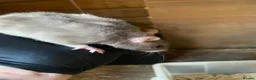 Rat rodents for sale: 6 male rats for sale  - Advert 4