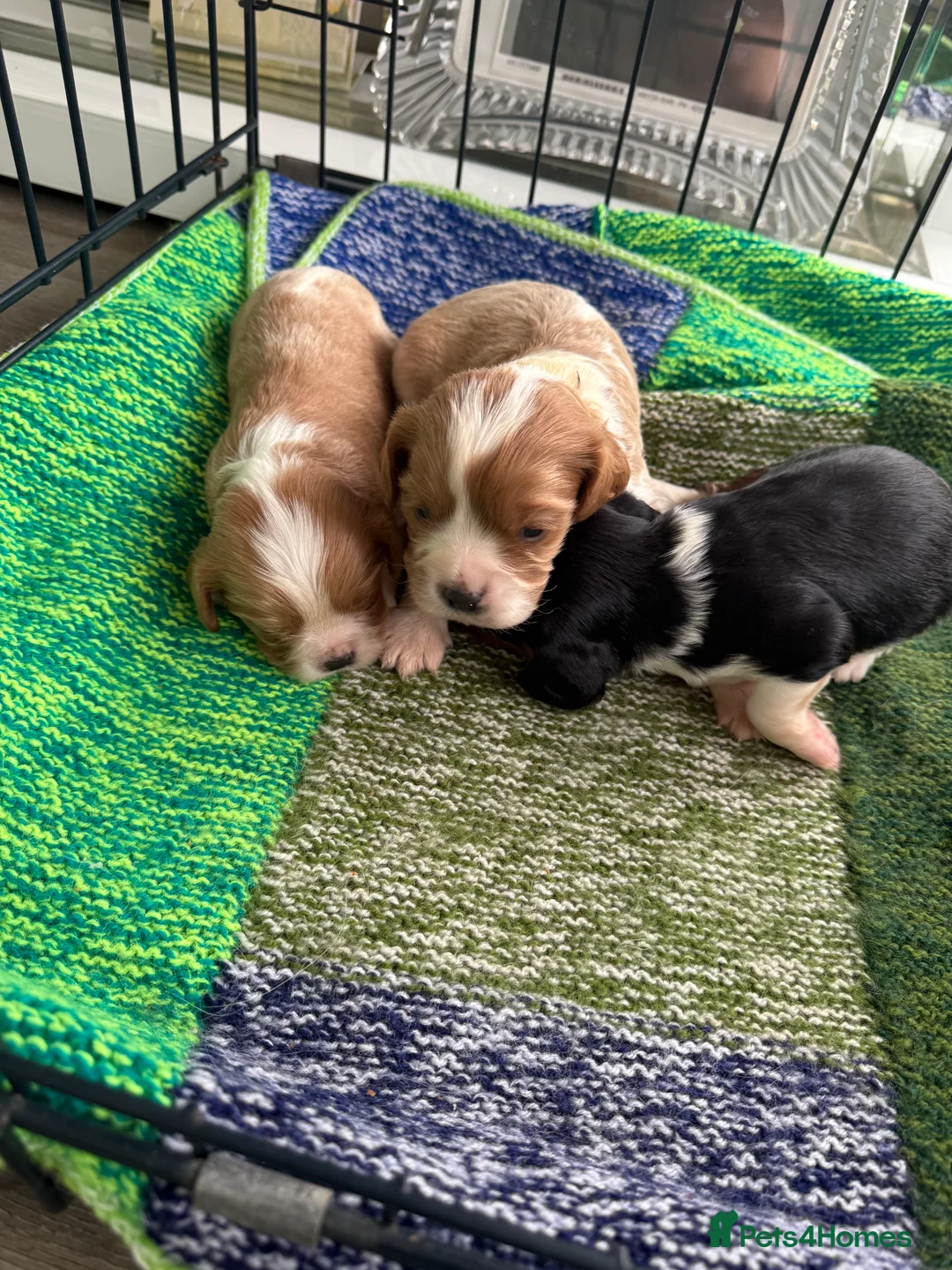 Cavalier King Charles Spaniel dogs for sale: King Charles cavalier  - Advert 4