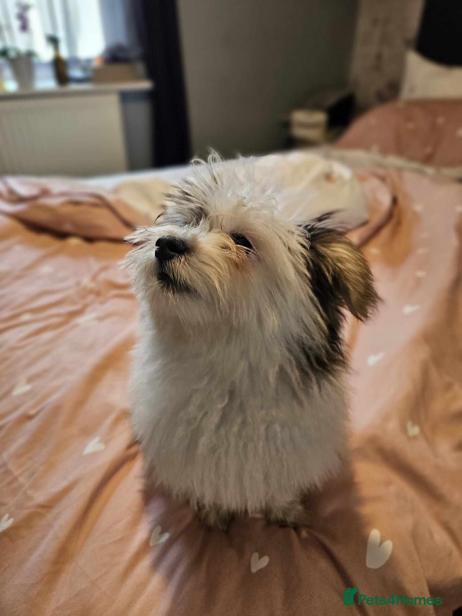 Mixed Breed dogs BEAUTIFUL POMCHON PUPS  FOR SALE - Advert 2