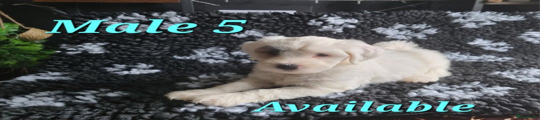 Tibetan Terrier Puppy 8