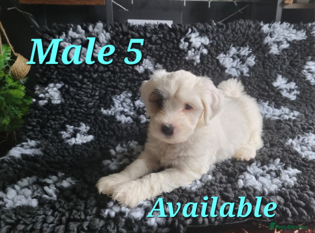 Tibetan Terrier dogs for sale: Tibetan terrier puppies for sale - Image 14