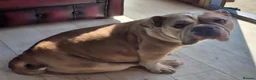Olde English Bulldogge dogs for sale: Old English Bulldog Pups  - Advert 3