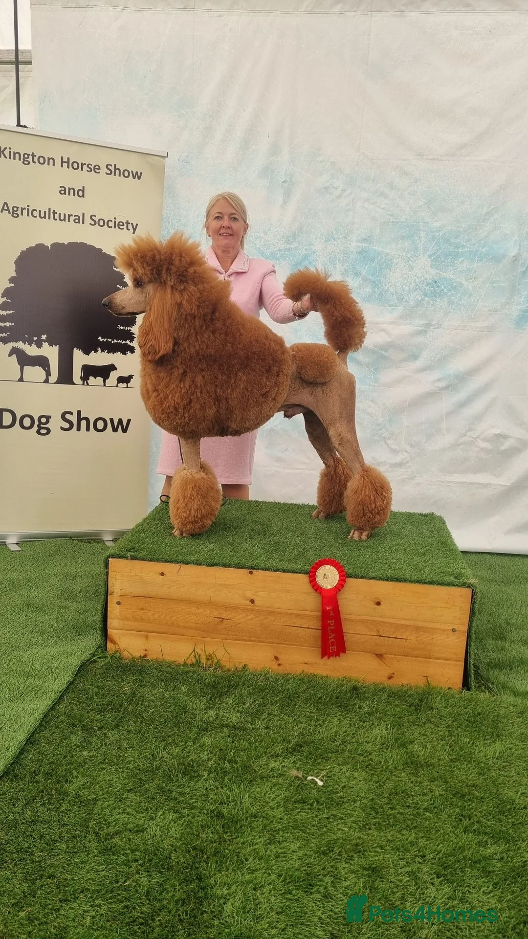 Standard Poodle dogs for sale: Fully Health Tested St Poodle Puppies  - Advert 2
