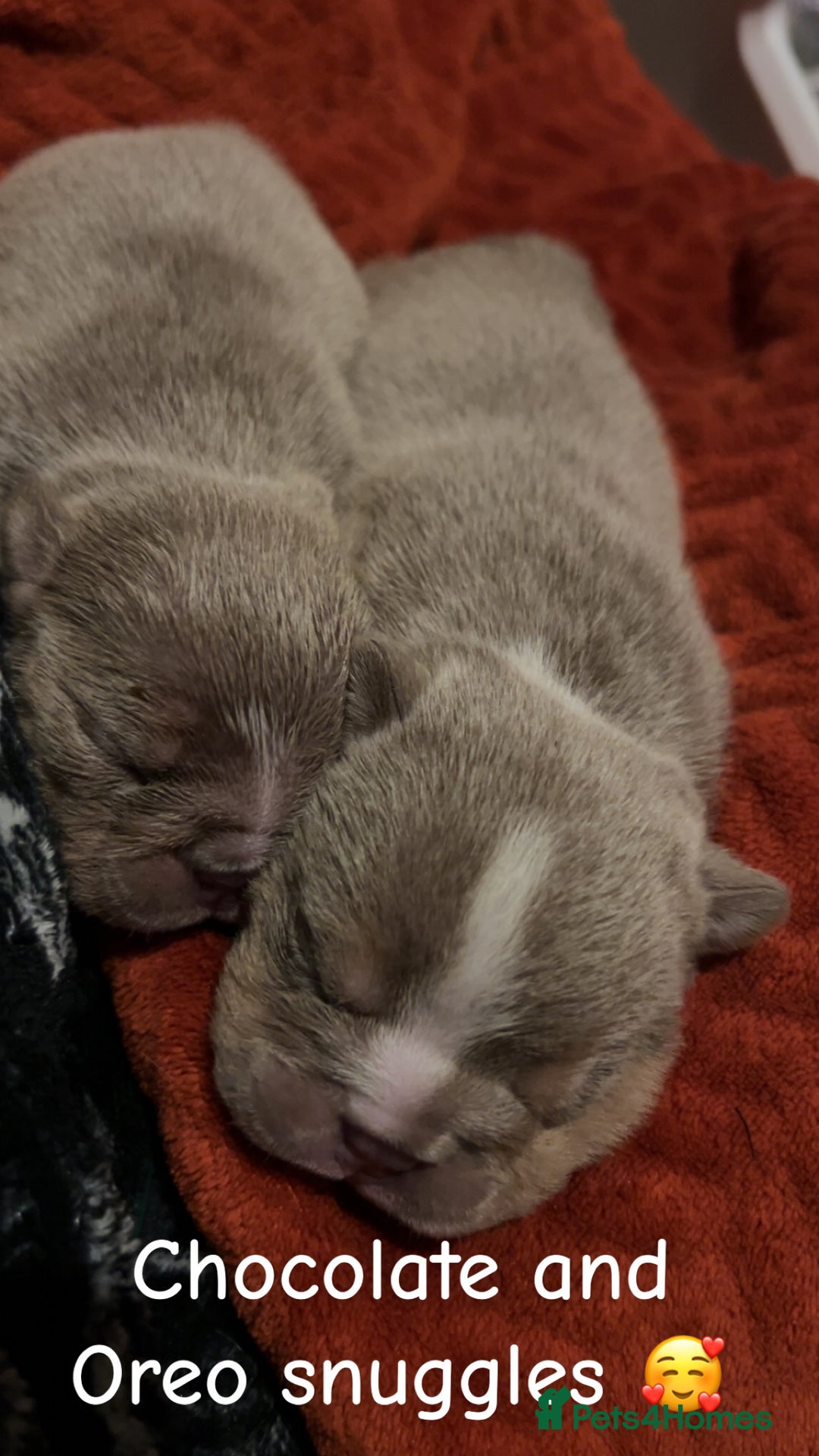 English Bulldog dogs for sale: English bulldogs - Image 9