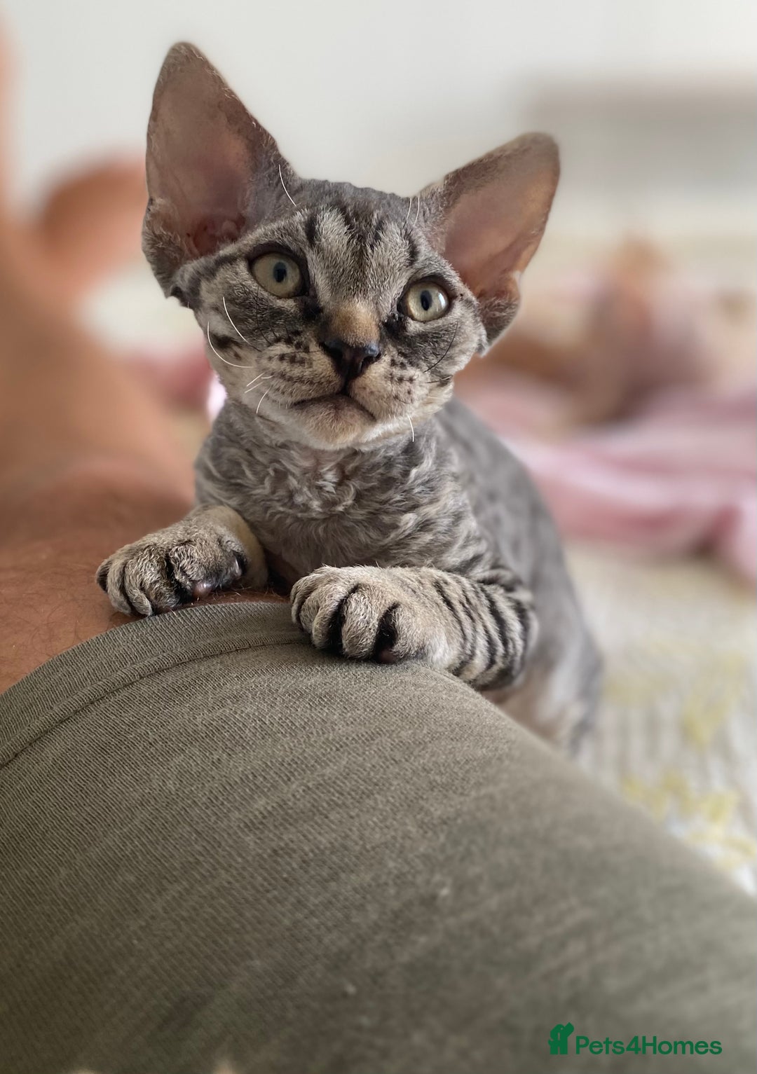 Devon Rex cats for sale: Grey kitten - Image 3