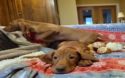 Hungarian Vizsla dogs for sale: Exceptional Vizsla Puppies - 5* Licenced Breeder  - Image 32
