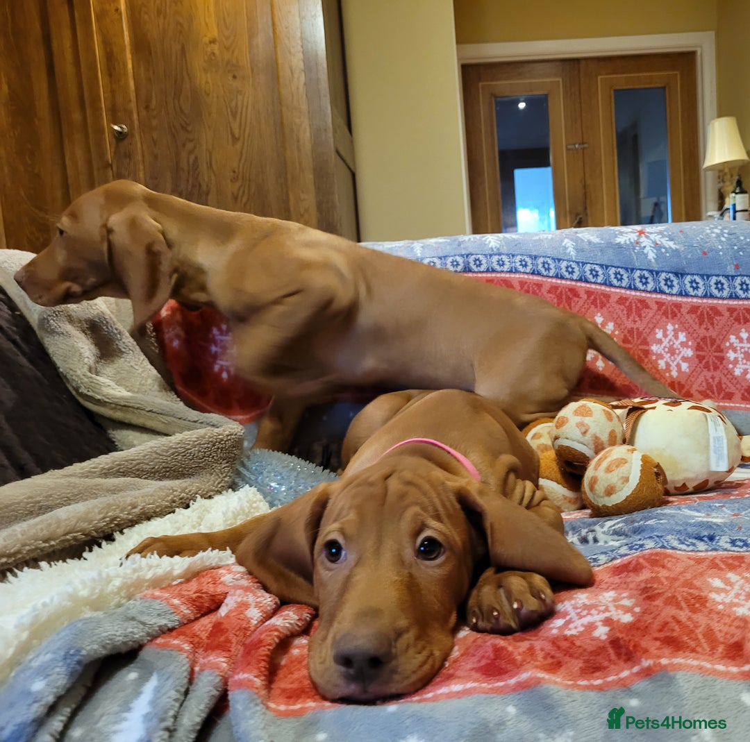 Hungarian Vizsla dogs for sale: Exceptional Vizsla Puppies - 5* Licenced Breeder  - Image 32