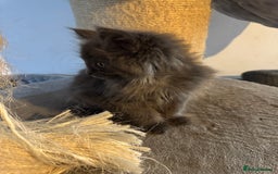 Maine Coon cats for sale: READY NOW - TICA Blue Smoke Maine Coon - Image 7