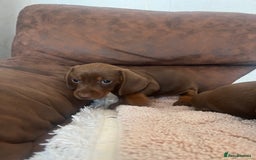 Miniature Dachshund dogs for sale: Miniature Choc & Tan Dachshund Puppies! - Image 3